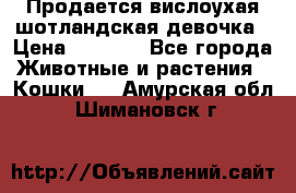 Продается вислоухая шотландская девочка › Цена ­ 8 500 - Все города Животные и растения » Кошки   . Амурская обл.,Шимановск г.
